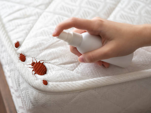 Best Best Pest Control Companies  in Hillsborough, NC